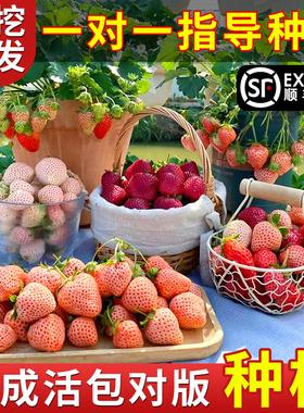 奶油草莓苗秧苗盆栽四季食用结果种植室内植物花卉阳台种籽子蔬菜